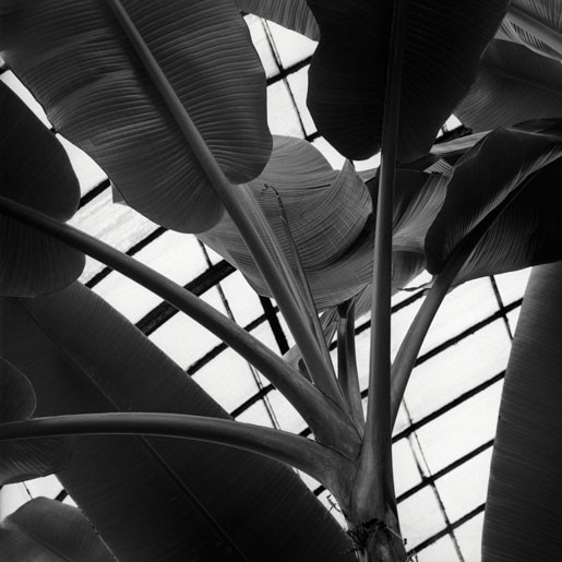 The Palm House Musa X Paradisiaca ' Seminifera '